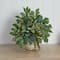 13" Mixed Ficus, Fittonia & Berry in Floral Vase